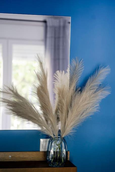 Coloris Caeruleus * Salonic